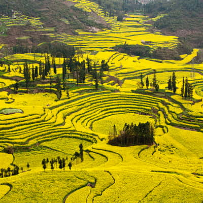 Rapsfelder in Luoping, China