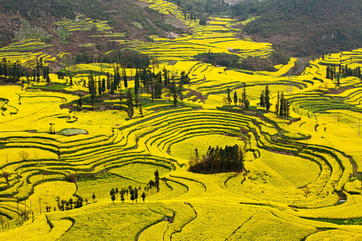 Rapsfelder in Luoping, China