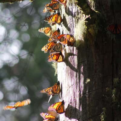 Santuario Piedra Herrada Monarch Butterfly, Mexico