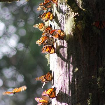 Santuario Piedra Herrada Monarch Butterfly, Mexico