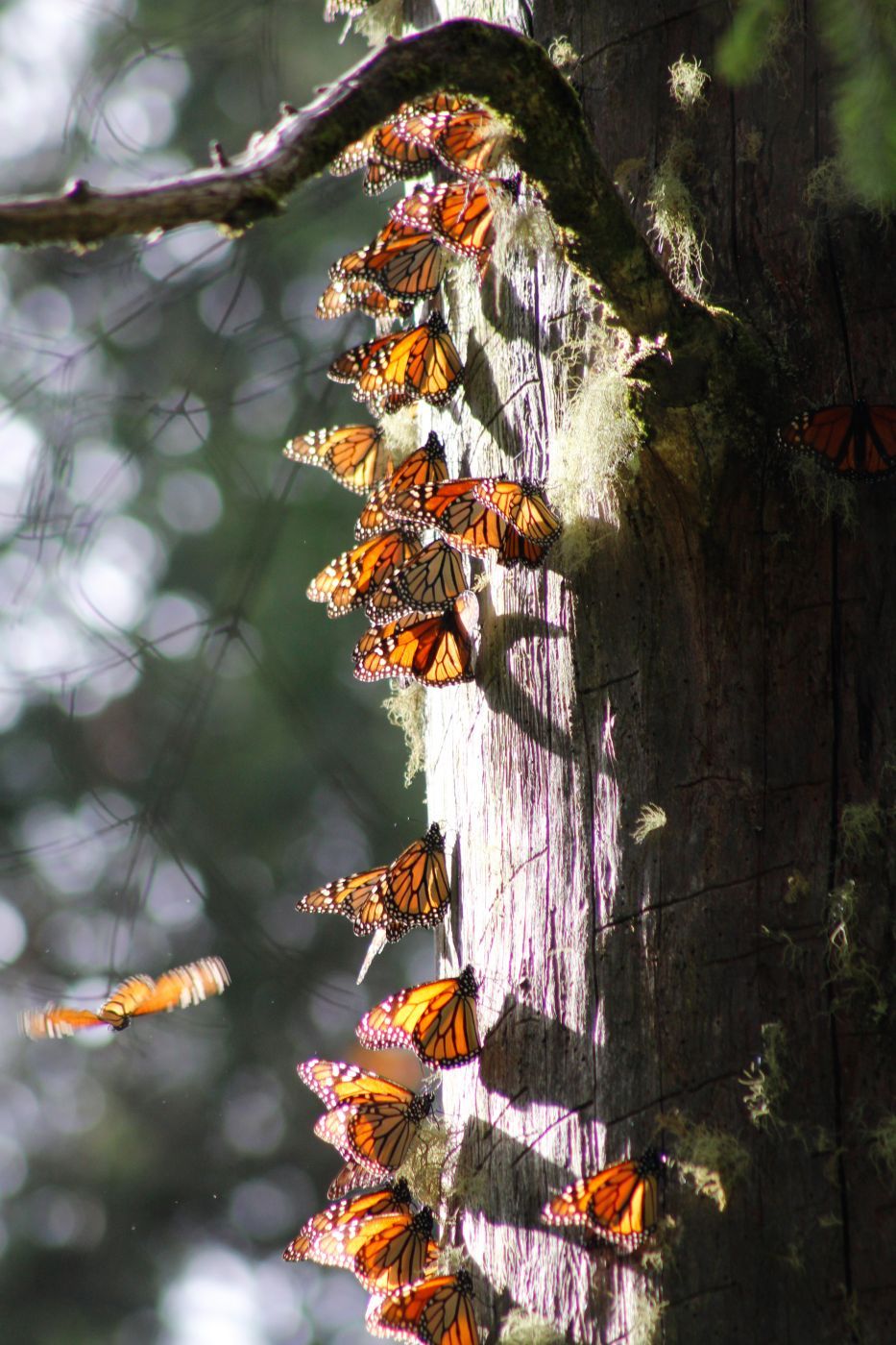 Santuario Piedra Herrada Monarch Butterfly, Mexico