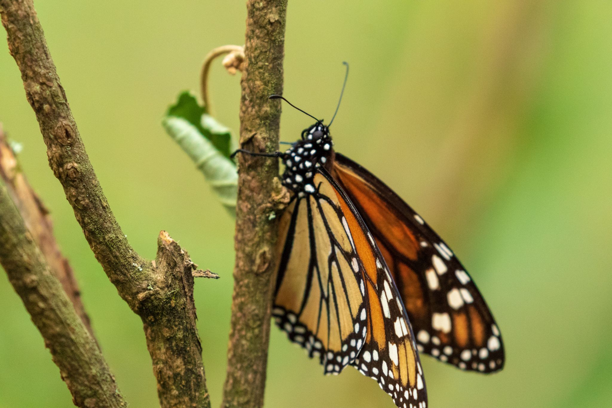 Santuario Piedra Herrada Monarch Butterfly, Mexico