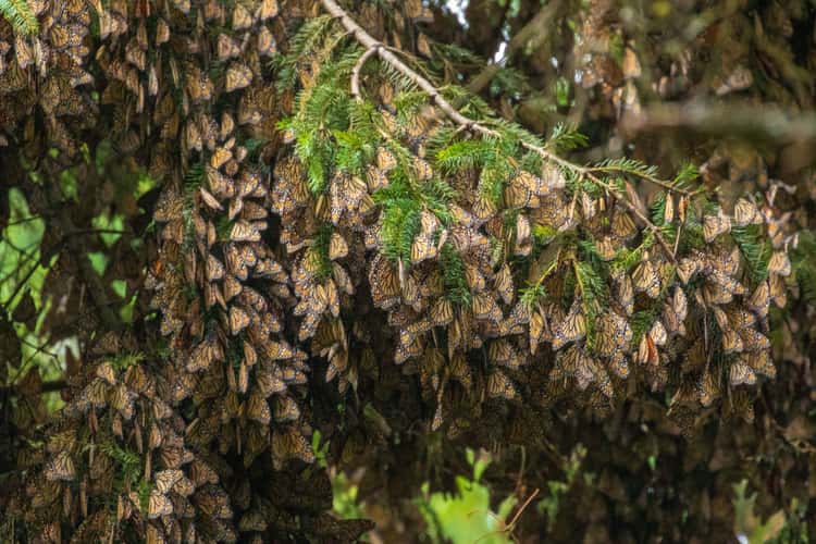 Santuario Piedra Herrada Monarch Butterfly
