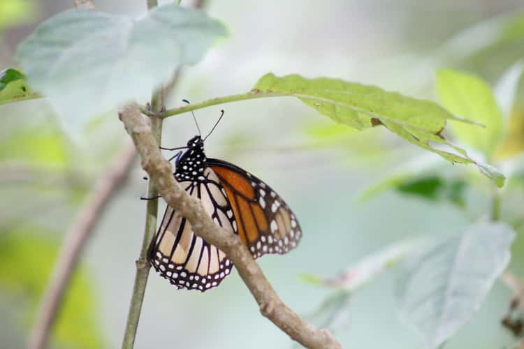 Santuario Piedra Herrada Monarch Butterfly