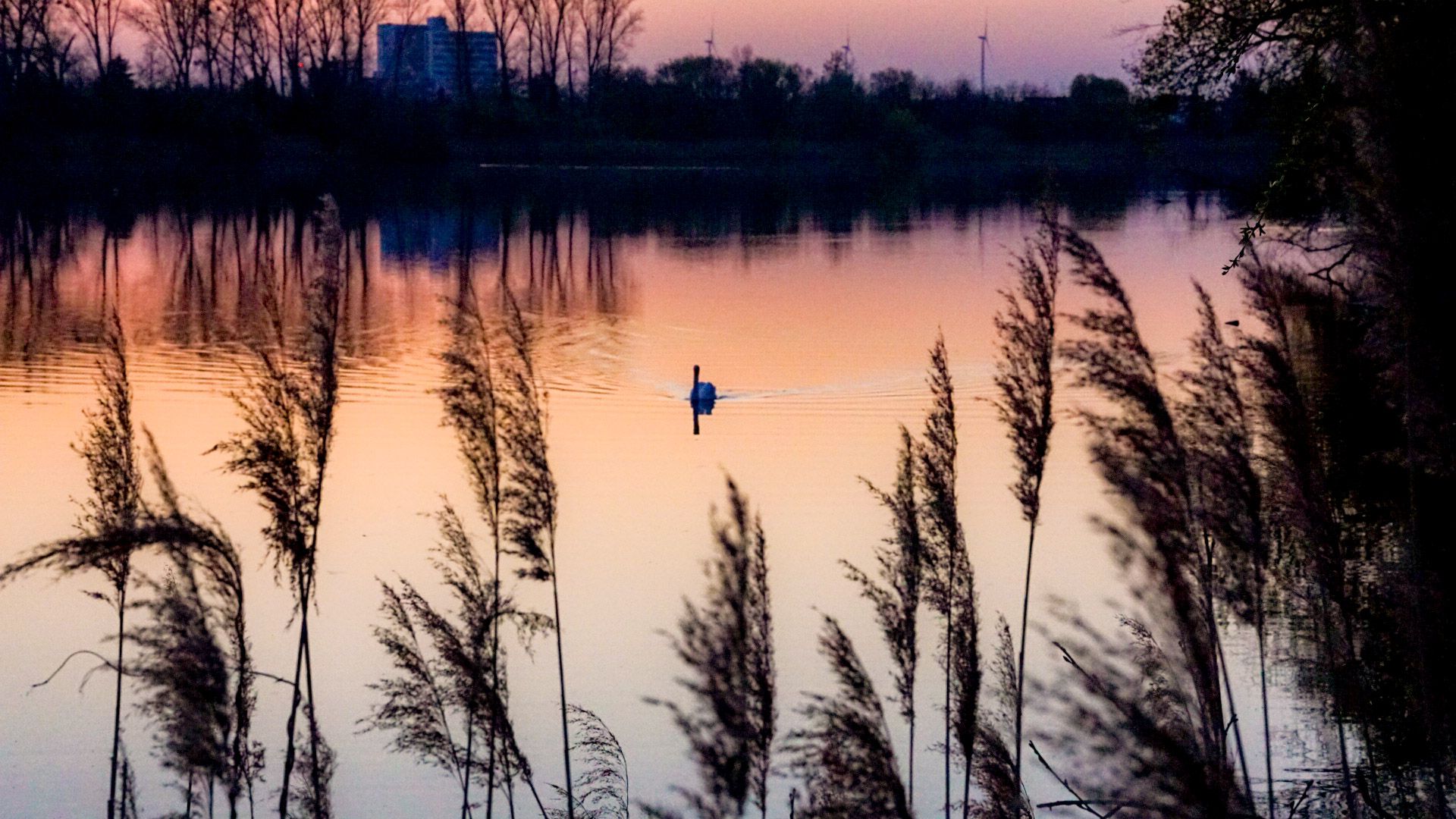Silbersee Bobenheim-Roxheim, Germany