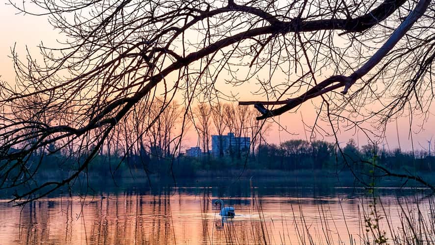 Silbersee Bobenheim-Roxheim