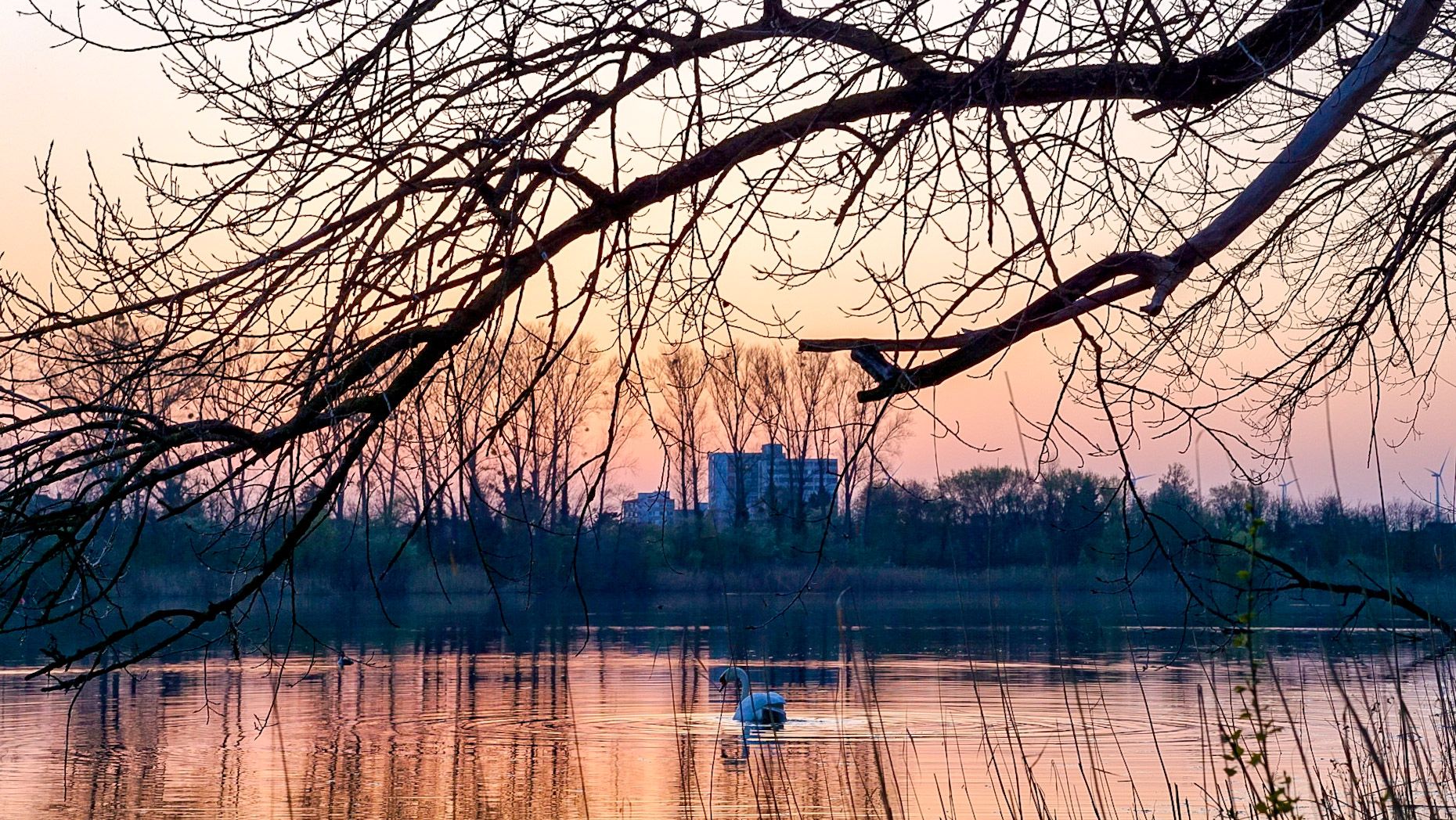 Silbersee Bobenheim-Roxheim, Germany