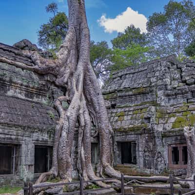 Ta Prohm tree root Temple, Cambodia