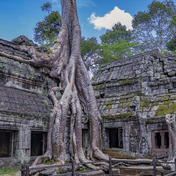 Ta Prohm tree root Temple, Cambodia