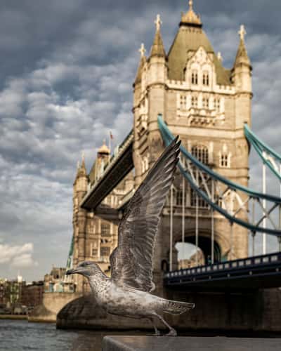 Tower Bridge southview, London