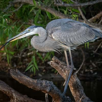 Venice Rookery, USA