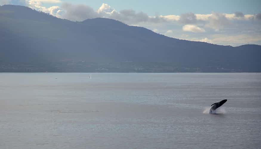 Whale lookout