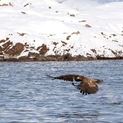 White tailed eagle, Norway