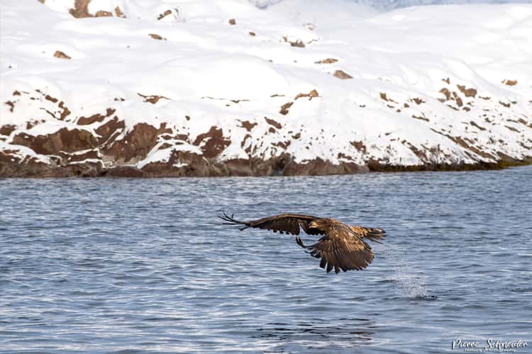 White tailed eagle