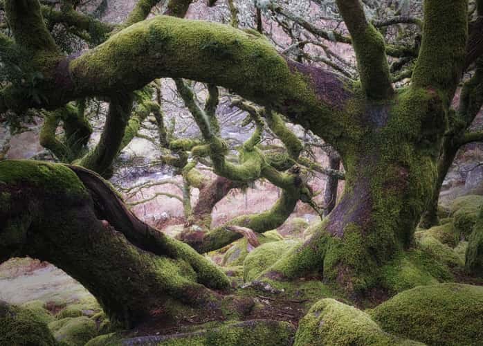 Wistman Woods