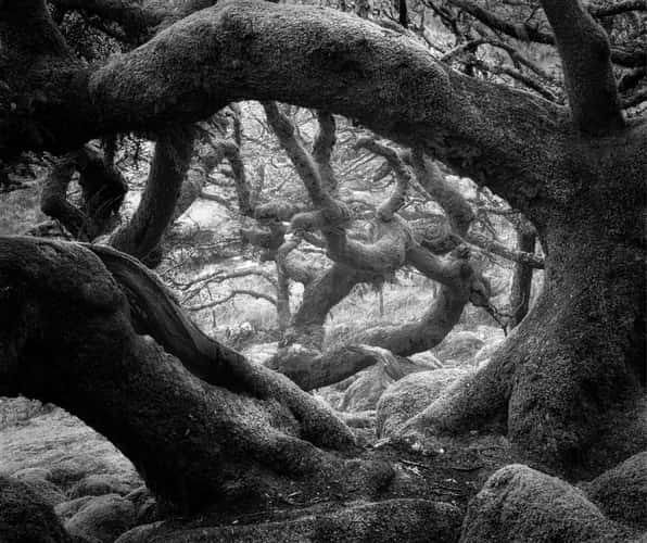 Wistman Woods