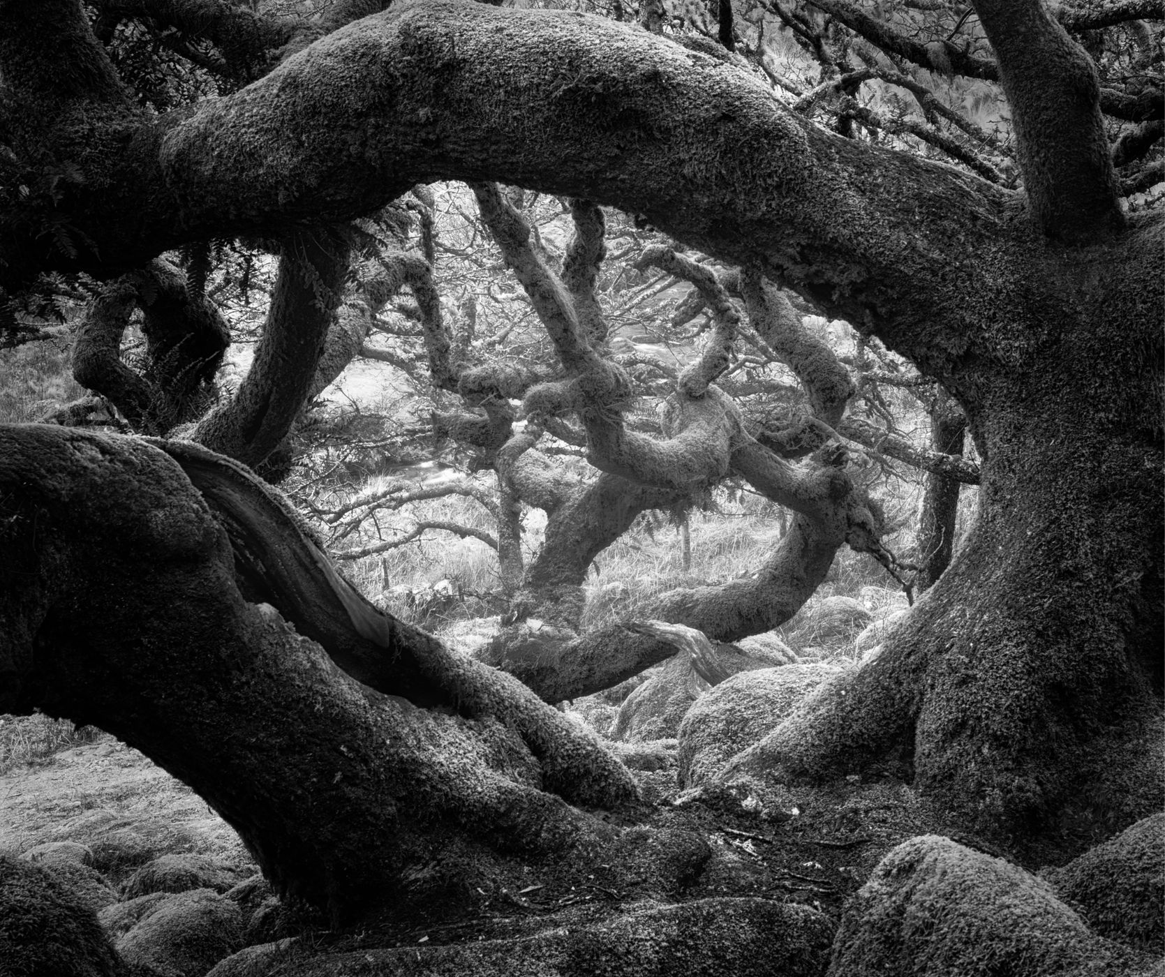 Wistman Woods, United Kingdom
