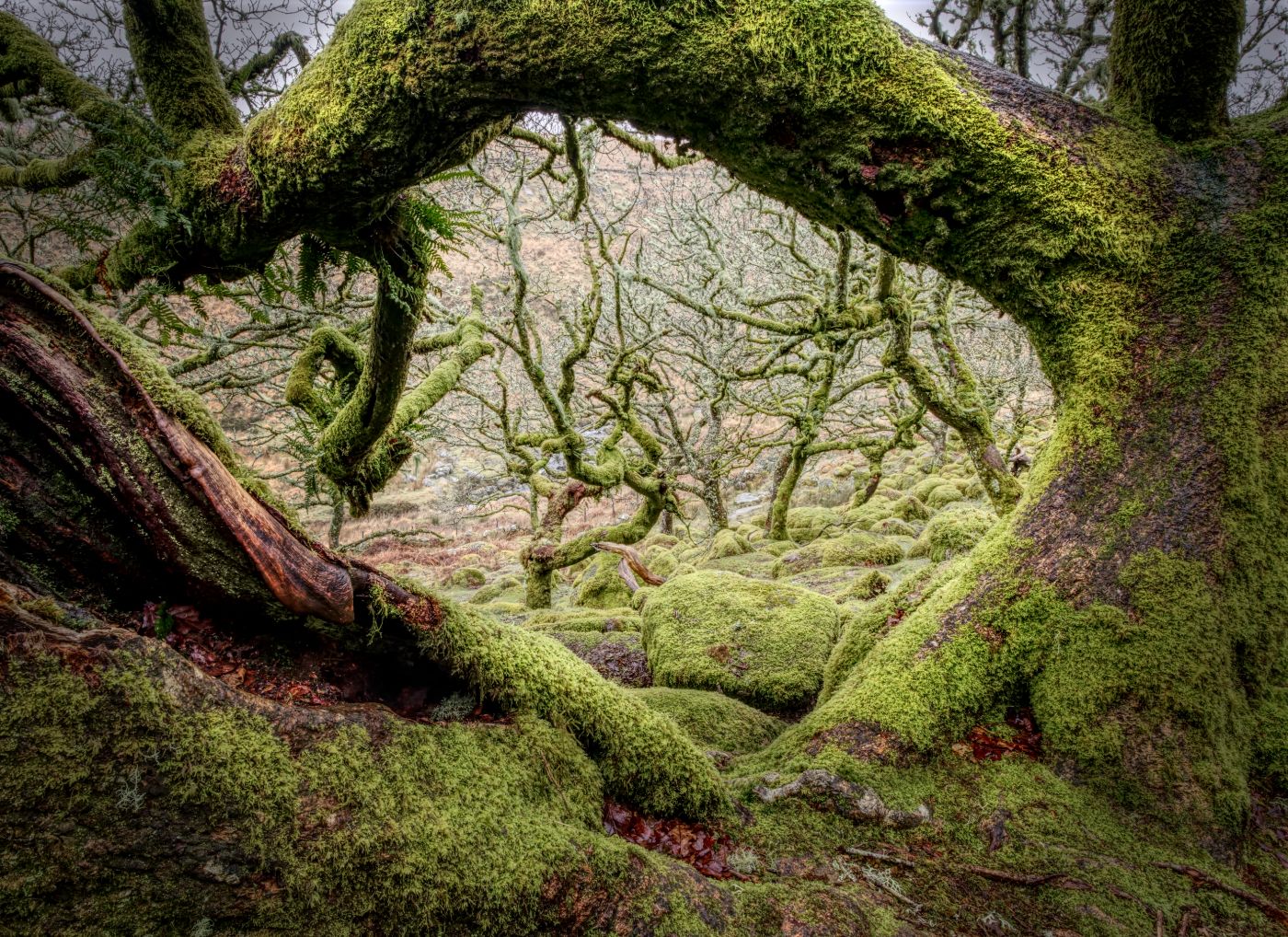 Wistman Woods, United Kingdom