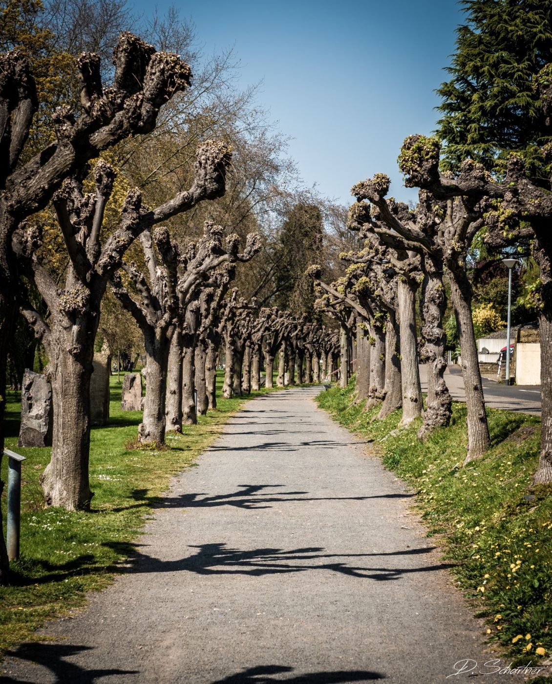 Alley next to the Rhine, Germany