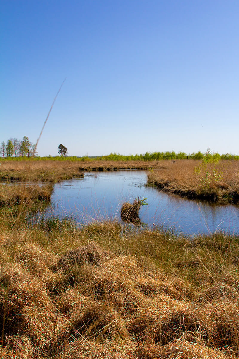 Arkeburger Moor, Germany