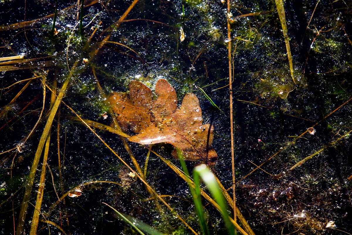 Arkeburger Moor, Germany