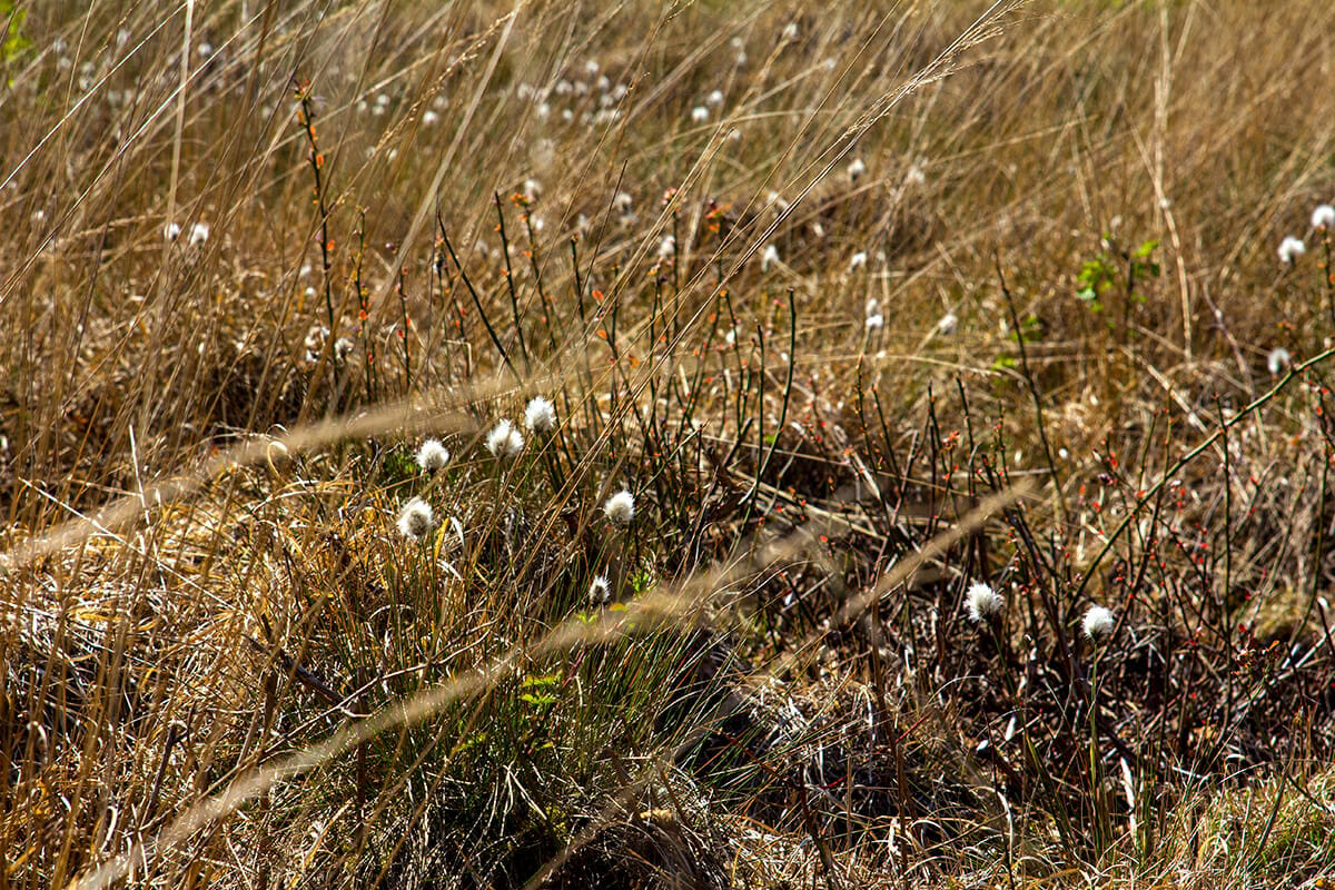 Arkeburger Moor, Germany