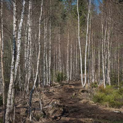 Birch forest, Germany