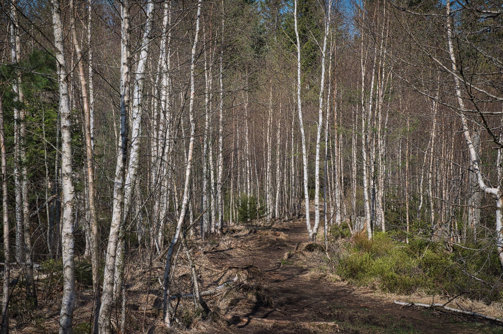 Birch forest, Germany