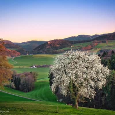 Birnbaum im Baselbiet, Switzerland