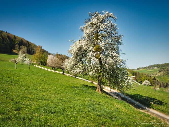 blooming pear tree