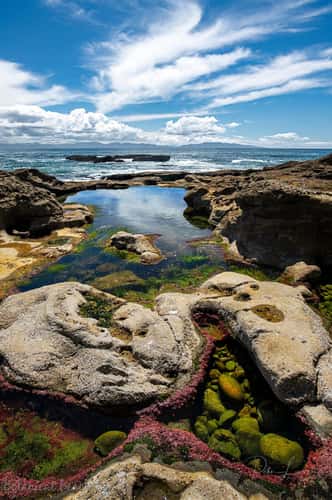 Botanical Beach tidal pools