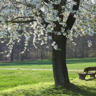 Spring in the Baumberge, Germany