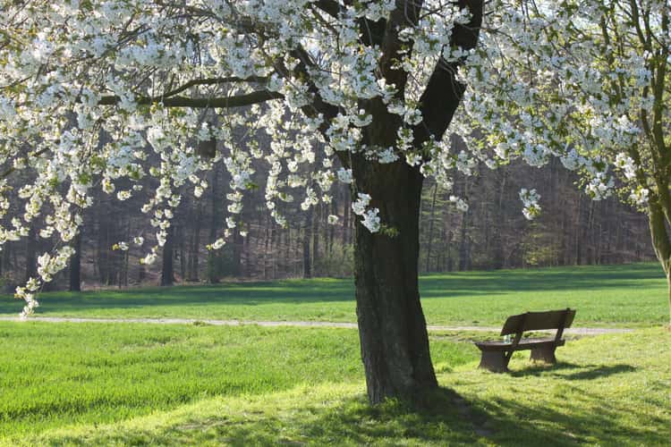 Spring in the Baumberge