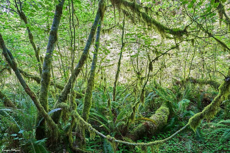Hall of Mosses