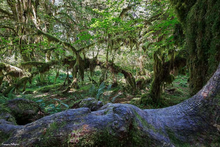 Hall of Mosses