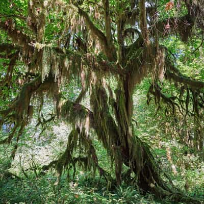 Hall of Mosses, USA