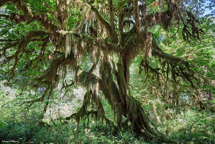 Hall of Mosses