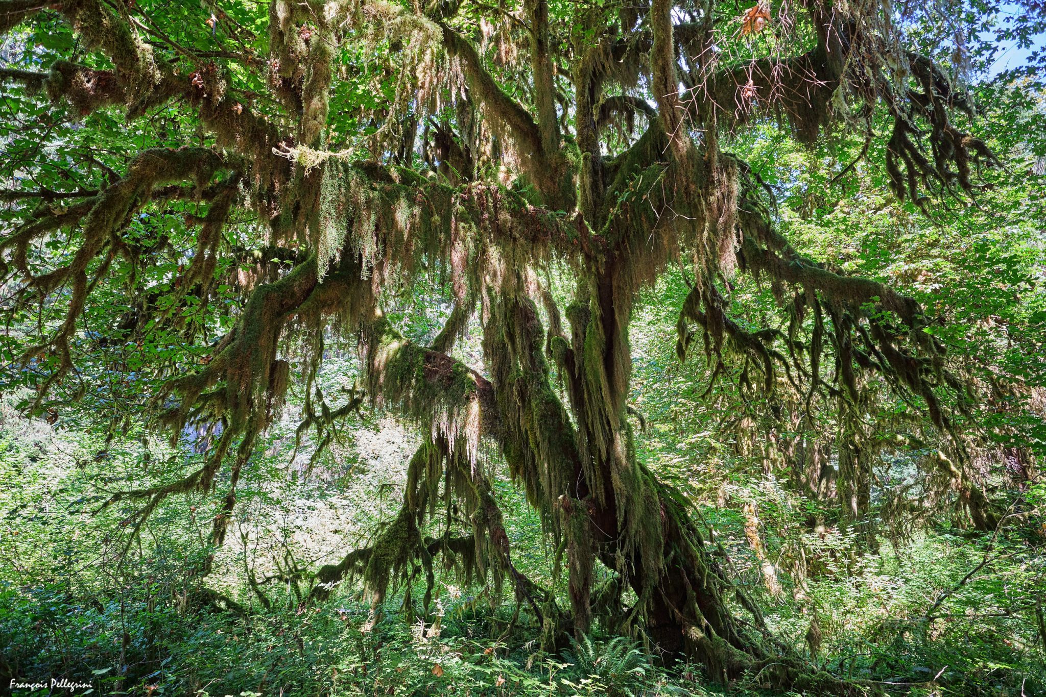 Hall of Mosses, USA