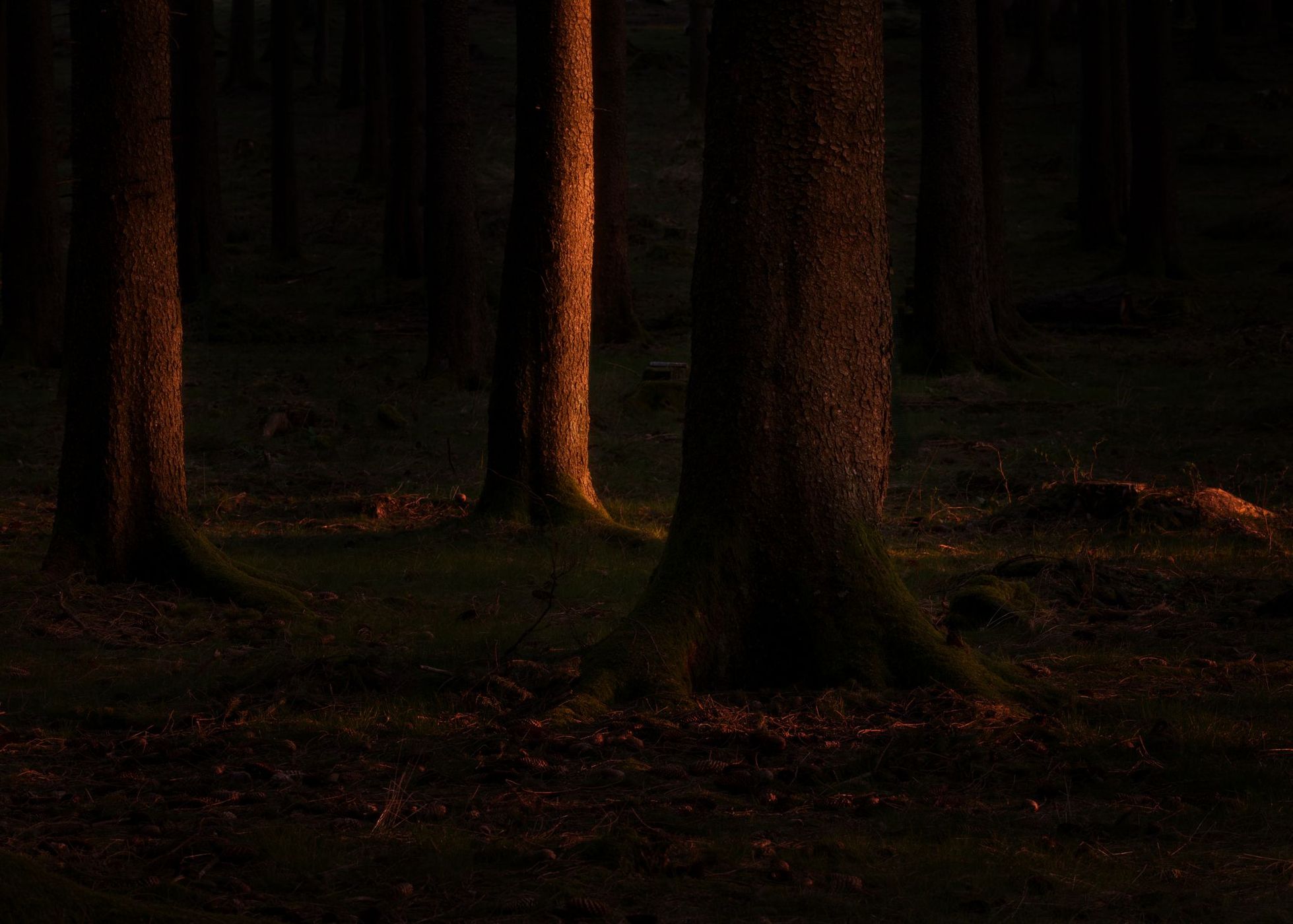 Hegewiese Taunus, Germany