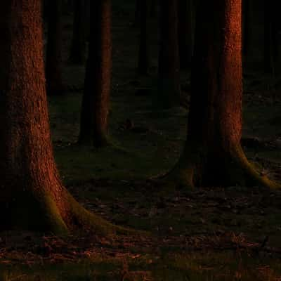 Hegewiese Taunus, Germany