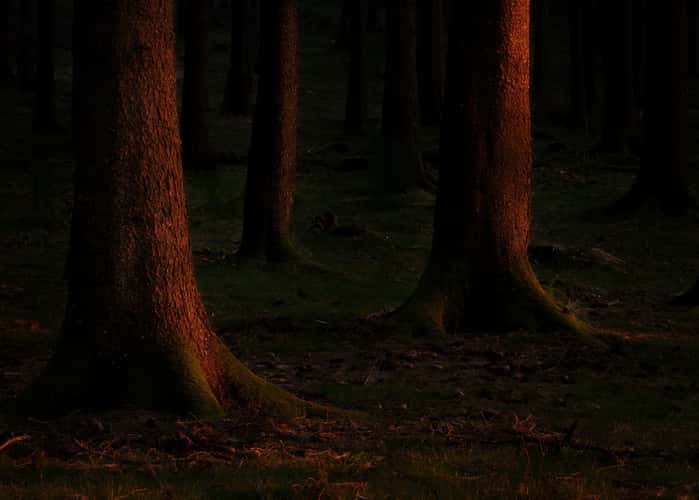 Hegewiese Taunus