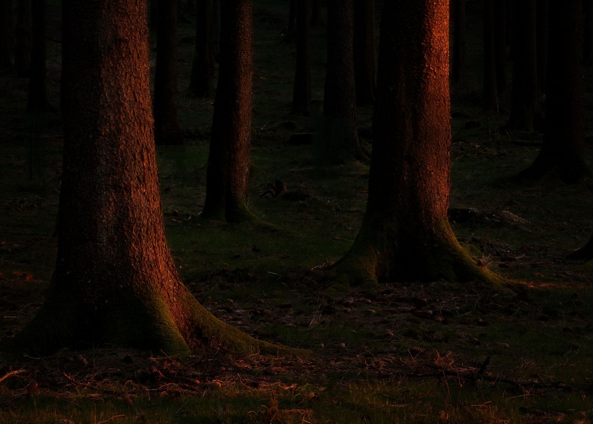 Hegewiese Taunus, Germany