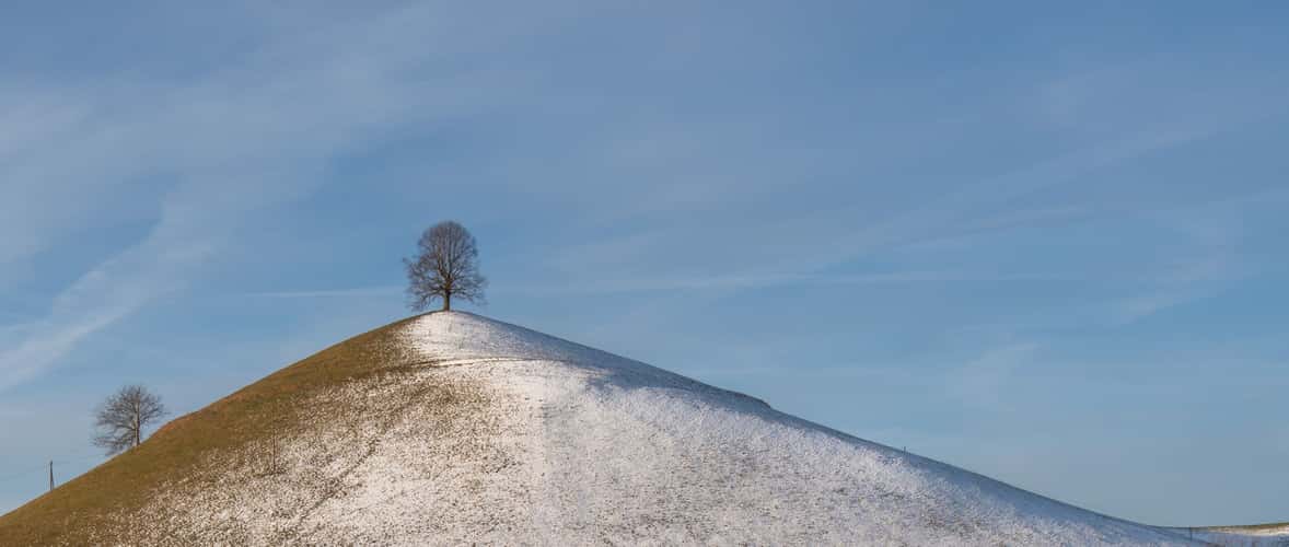 Fairy tale trees, Neuheim