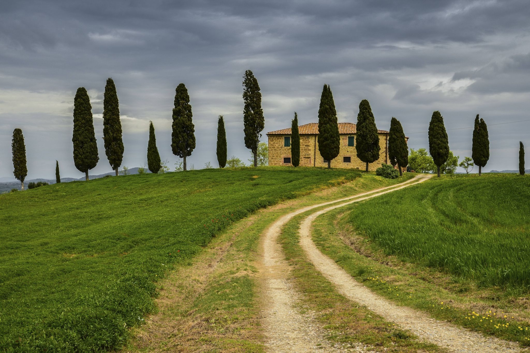 I Cipressini bei Pienza, Italy