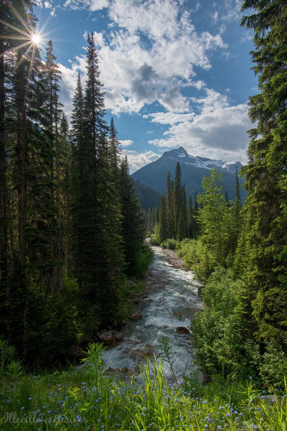 Illecillewaet River With Mt Cheops Canada.webp?h=1400&q=83