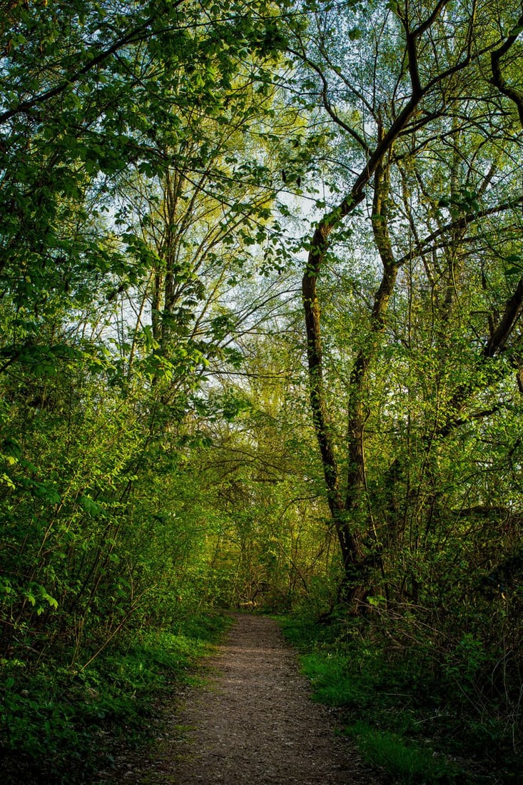 In The Woods Near The Ponds Germany in-the-woods-near-the-ponds-germany