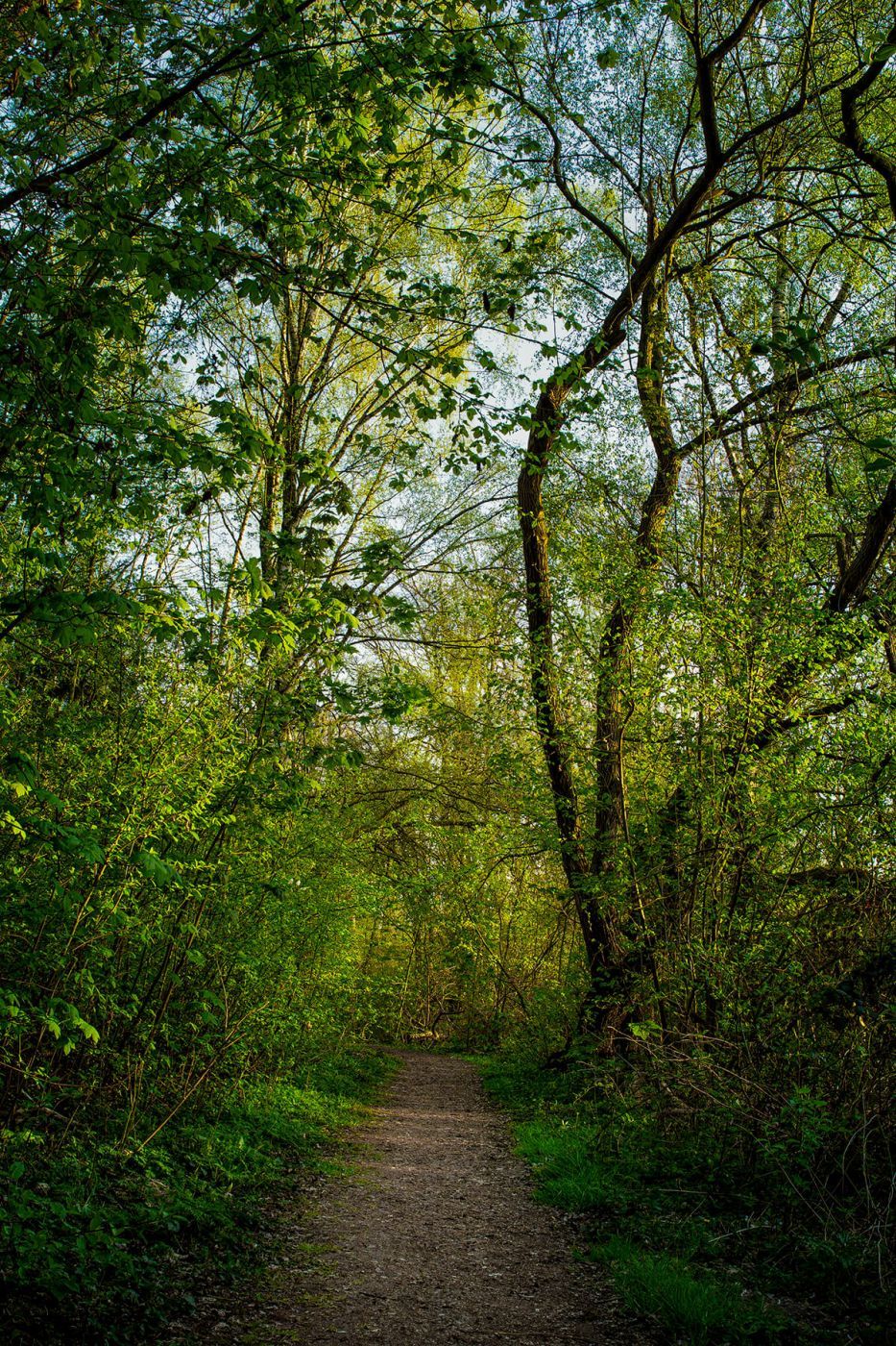 In the woods near the ponds, Germany