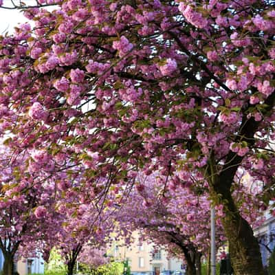 Kirschblüte, Germany