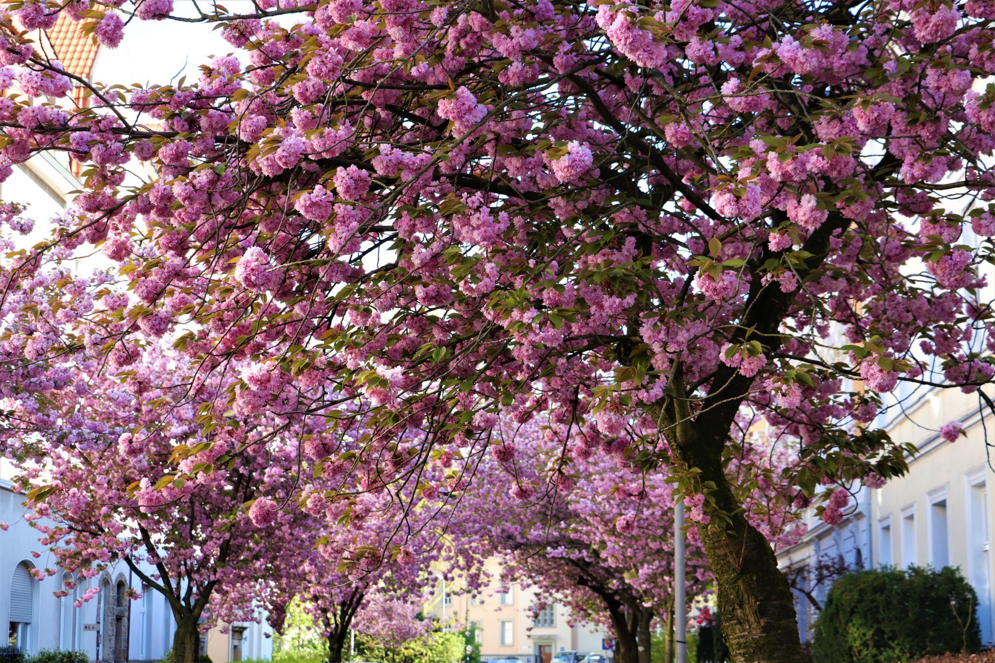 Kirschblüte, Germany