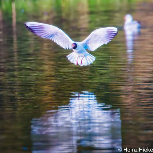 Lengwiler Weiher